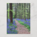 Search for bluebell flowers postcards Nature