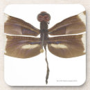 Search for studio barware Insect