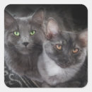 Search for cat green eyes stickers Kitten