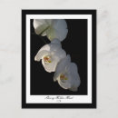 Search for horticulture postcards Floral