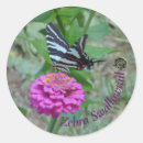 Search for swallowtail stickers Photography