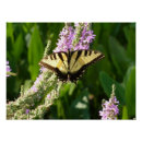 Search for purple butterfly posters Floral