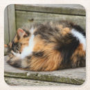 Search for calico cat coasters Cute