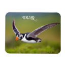 Search for birds rectangular magnets Puffin