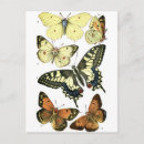 Search for lepidoptera postcards Nature