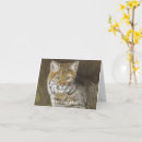 Search for bobcats cards Feline