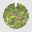 Search for arachnids christmas tree decorations Insect