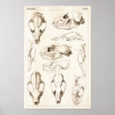 Search for feline anatomy posters Cat