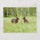 Search for ursus postcards Nature