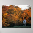 Search for warmblood posters Animal