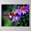 Search for wild butterfly posters Floral