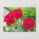 Search for red scenery postcards Scenic