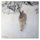 Search for hare tiles Animal