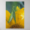 Search for bugs life art Insect