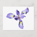 Search for wild orchid postcards Flower