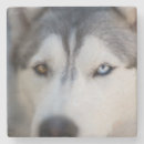 Search for alaskan barware Snow dog