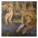 Search for log tiles Kenya