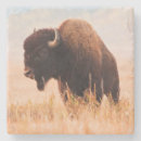 Search for bisons coasters Brown