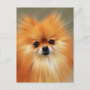 Search for spitz postcards Animals