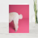 Search for happy birthday poodle white Dog