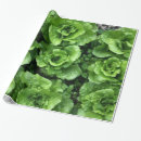 Search for lettuce wrapping paper Vegetable