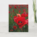 Search for attractive photography Flowers