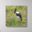 Search for male canvas prints Africa
