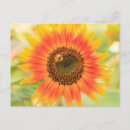 Search for bumblebees postcards Sunflower