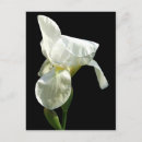 Search for iris flower postcards White