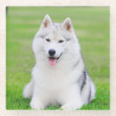 Search for siberian coasters Puppy