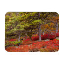 Search for acadia national park Pine tree