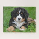 Search for bernese mountain dog puzzles Adorable