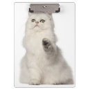 Search for persian photography Cat lovers