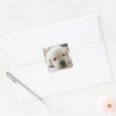 Search for labrador stickers Animal