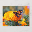 Search for monarch postcards Orange and black butterfly