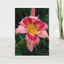 Search for daylily Botanical