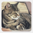 Search for sleeping cat stickers Resting