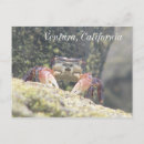 Search for crabby postcards Ocean