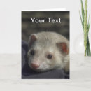 Search for ferrets Pet
