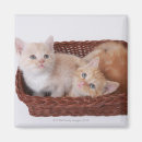 Search for innocence magnets Animal