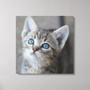 Search for pets photography Baby animals