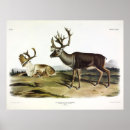 Search for reindeer posters Caribou