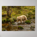 Search for spirit bear posters Gordon illg