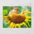 Search for yellow sunflowers postcards Nature