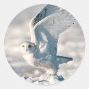 Search for snowy owl stickers Nyctea scandiaca