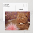 Search for feline lover postcards Baby