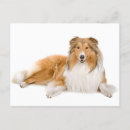 Search for roughing it postcards Rough collie