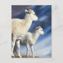 Search for range animal postcards North america