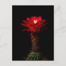 Search for torch postcards Nature