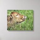 Search for bovines art Calf